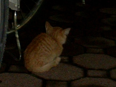 こっちはちびネコ