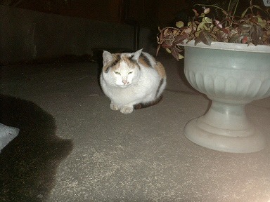 小春っていうニャ