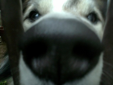 最近は猫ばかり