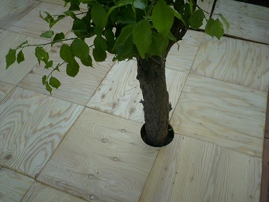 梅の木のところの床