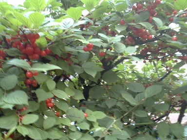 こちらはユスラウメ