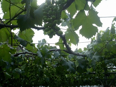 近隣の農家さんでは