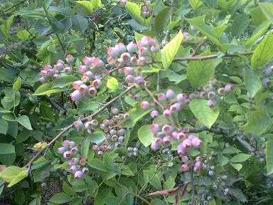 こちらはブルーベリー