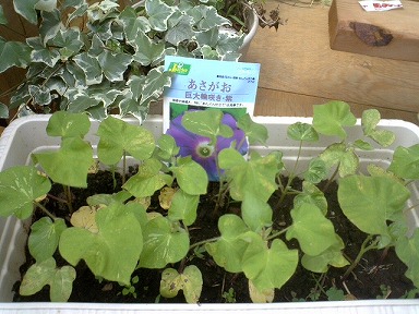 アサガオ