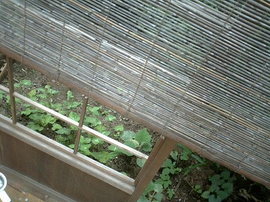 あさがおとへちま